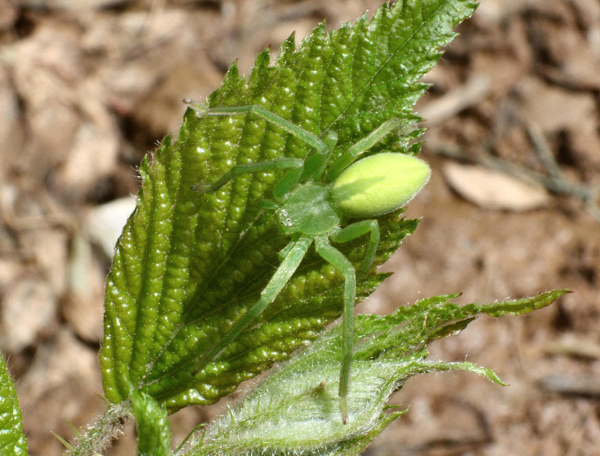 Micrommata virescens - Velate (MB)